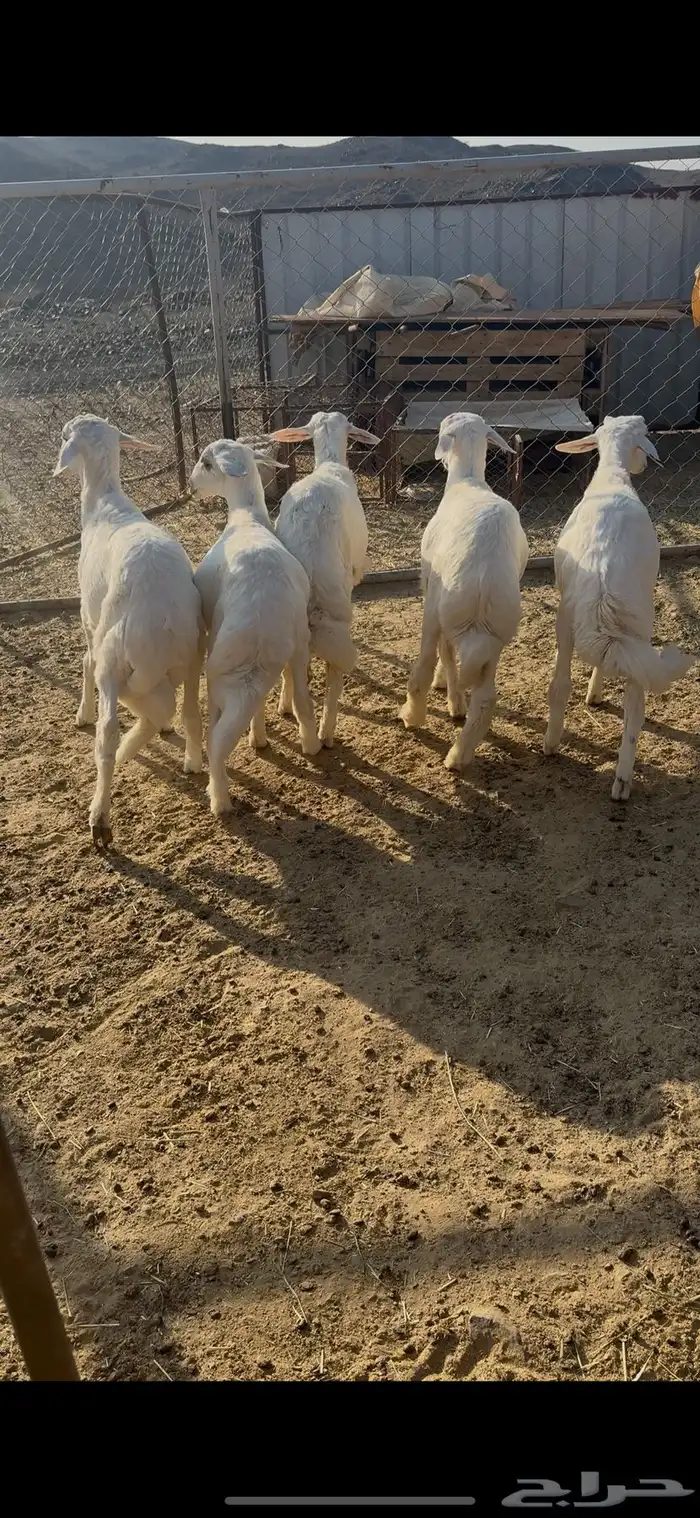 بهم كفو 0