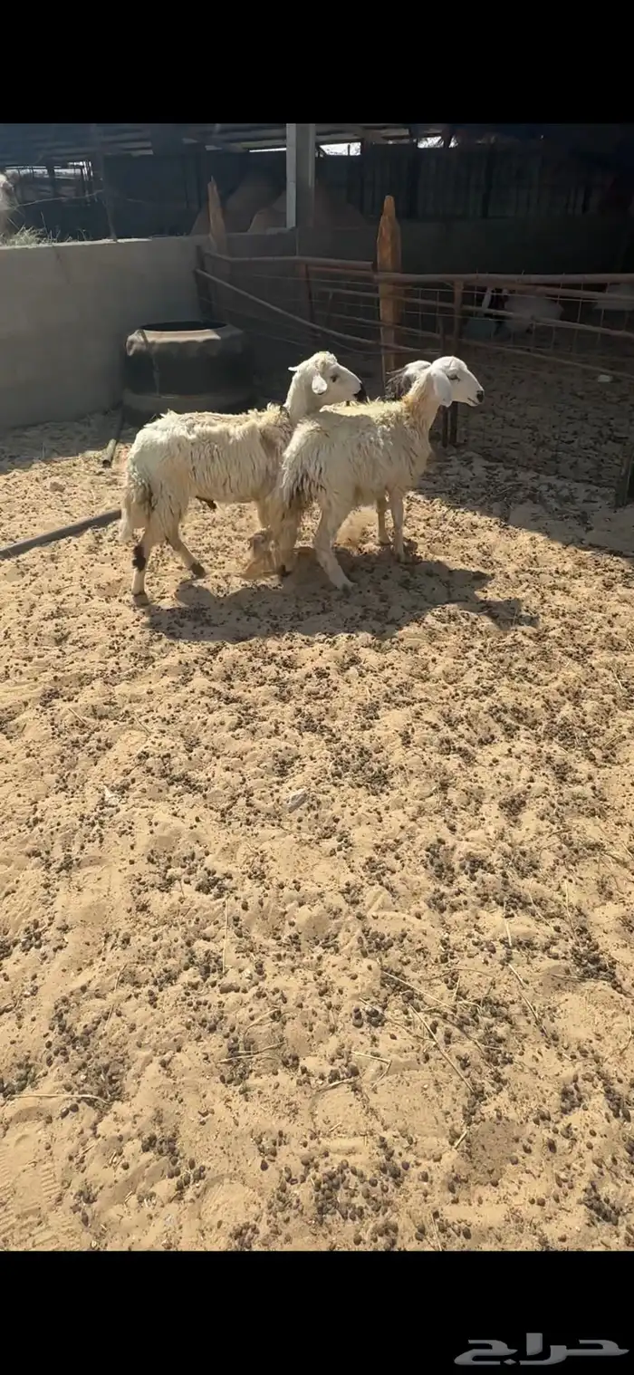هرافى حري 6