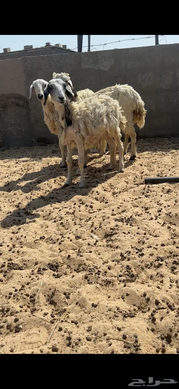 هرافى حري 4