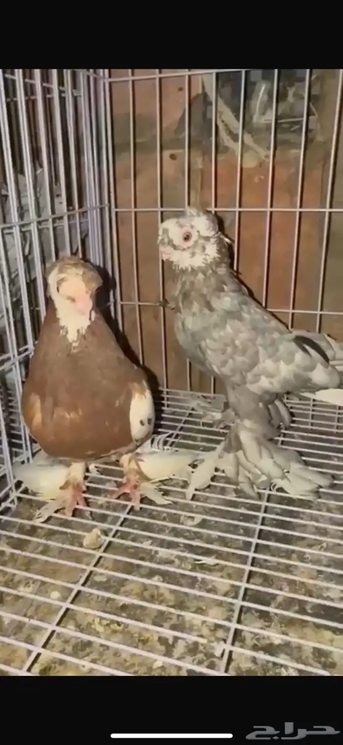 جوز حمام أوزبك 0