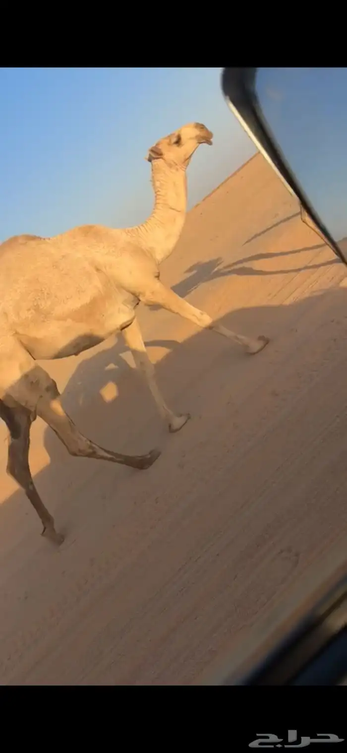 لقيه باتليه كفو 1