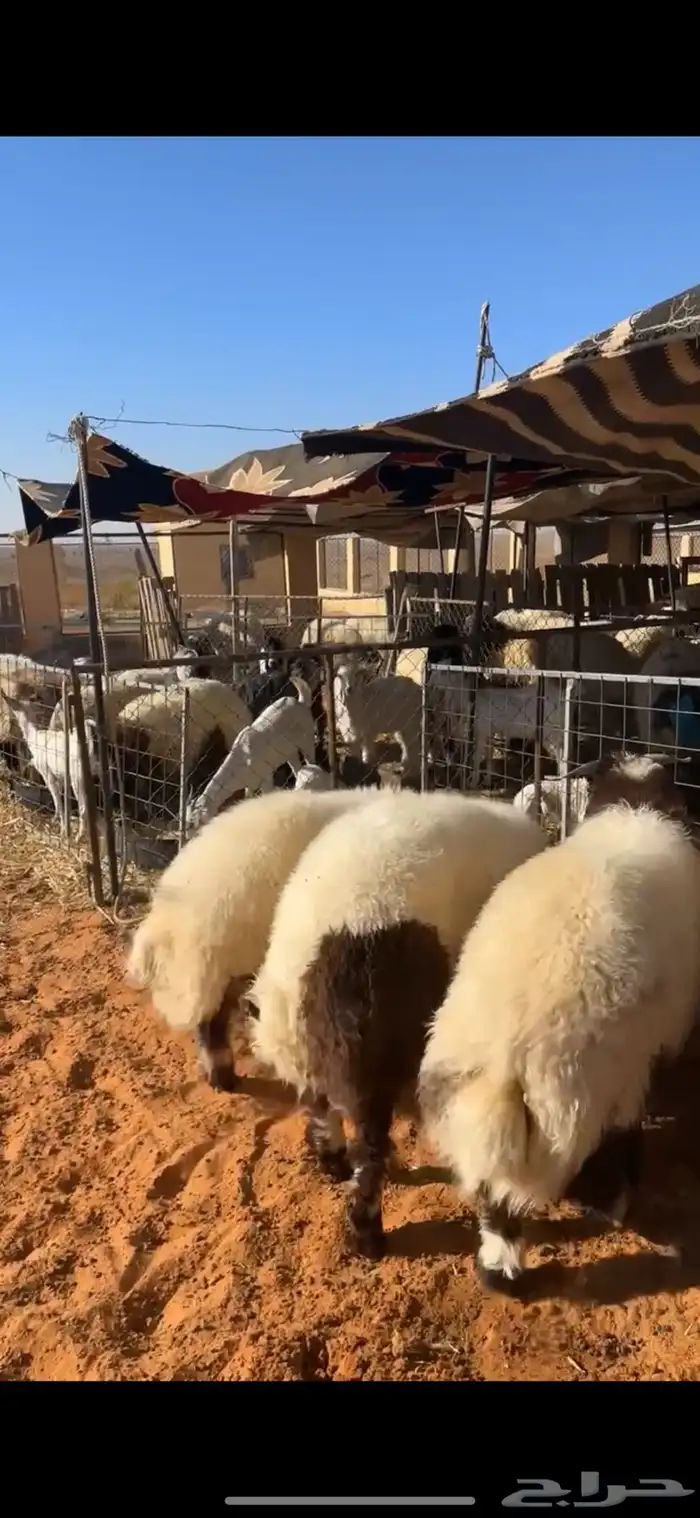خرفان نعيم 0