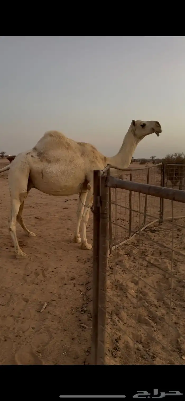ضروبه للبيع 0