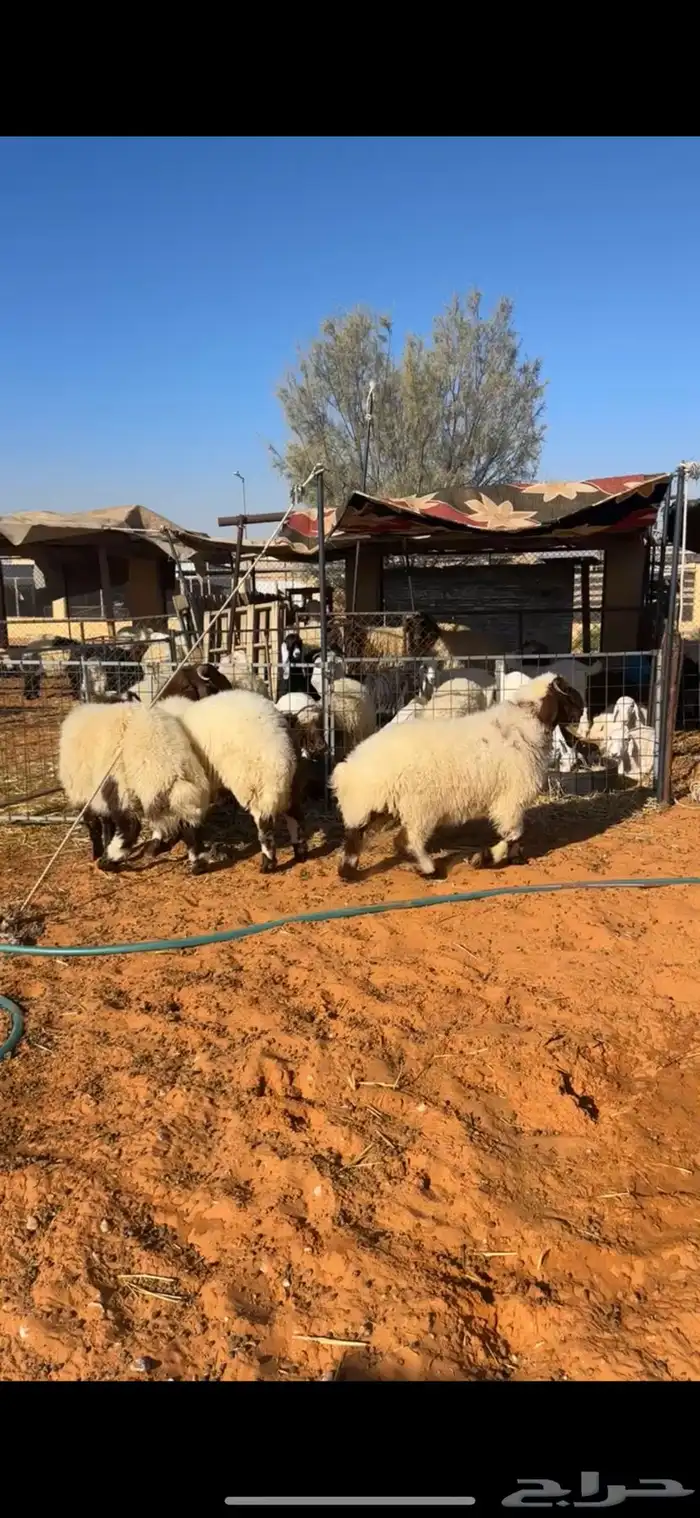 خرفان نعيم 2