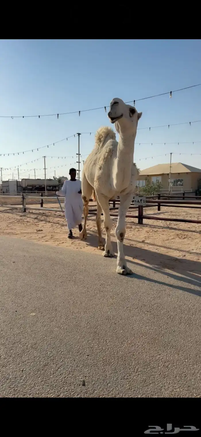 للبيع بعير اوضح 1