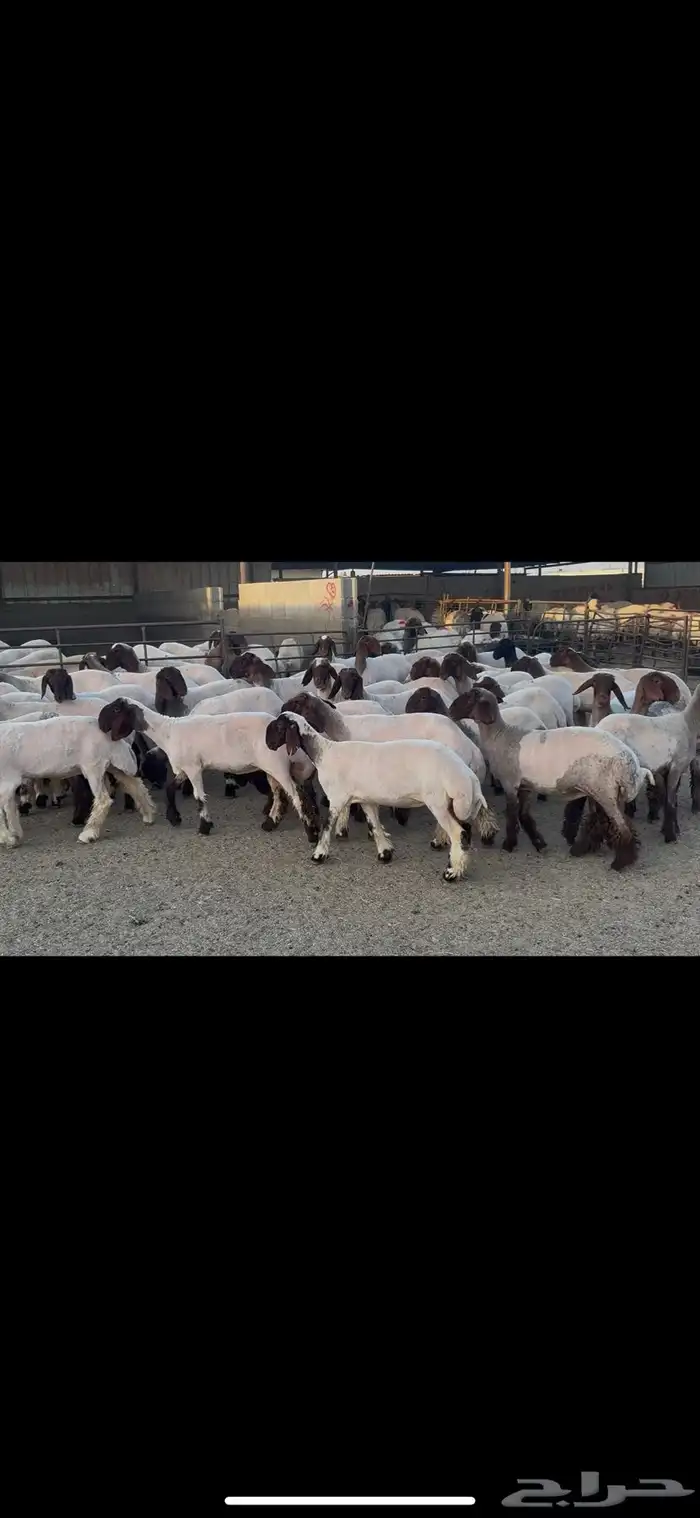 جذعات نعيم صنف . 0