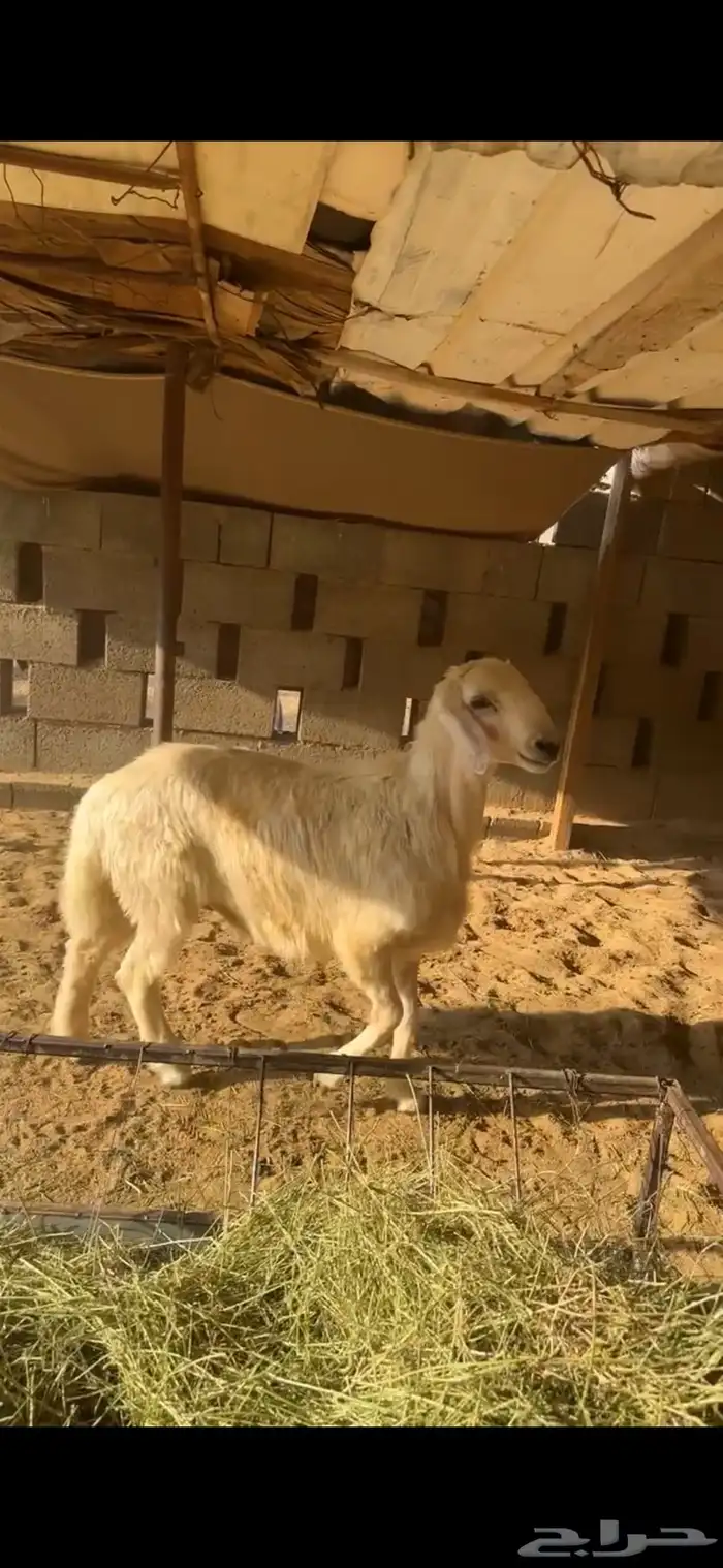 خروف اصفر بلدي 0