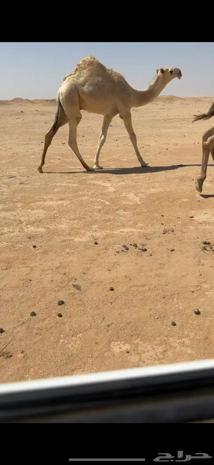 للبيع الحوار الكفوو 3