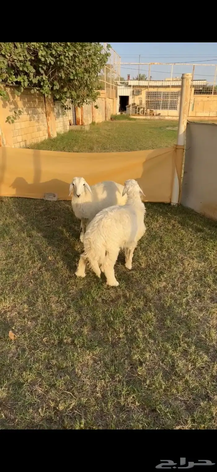 خروف ورخل 1
