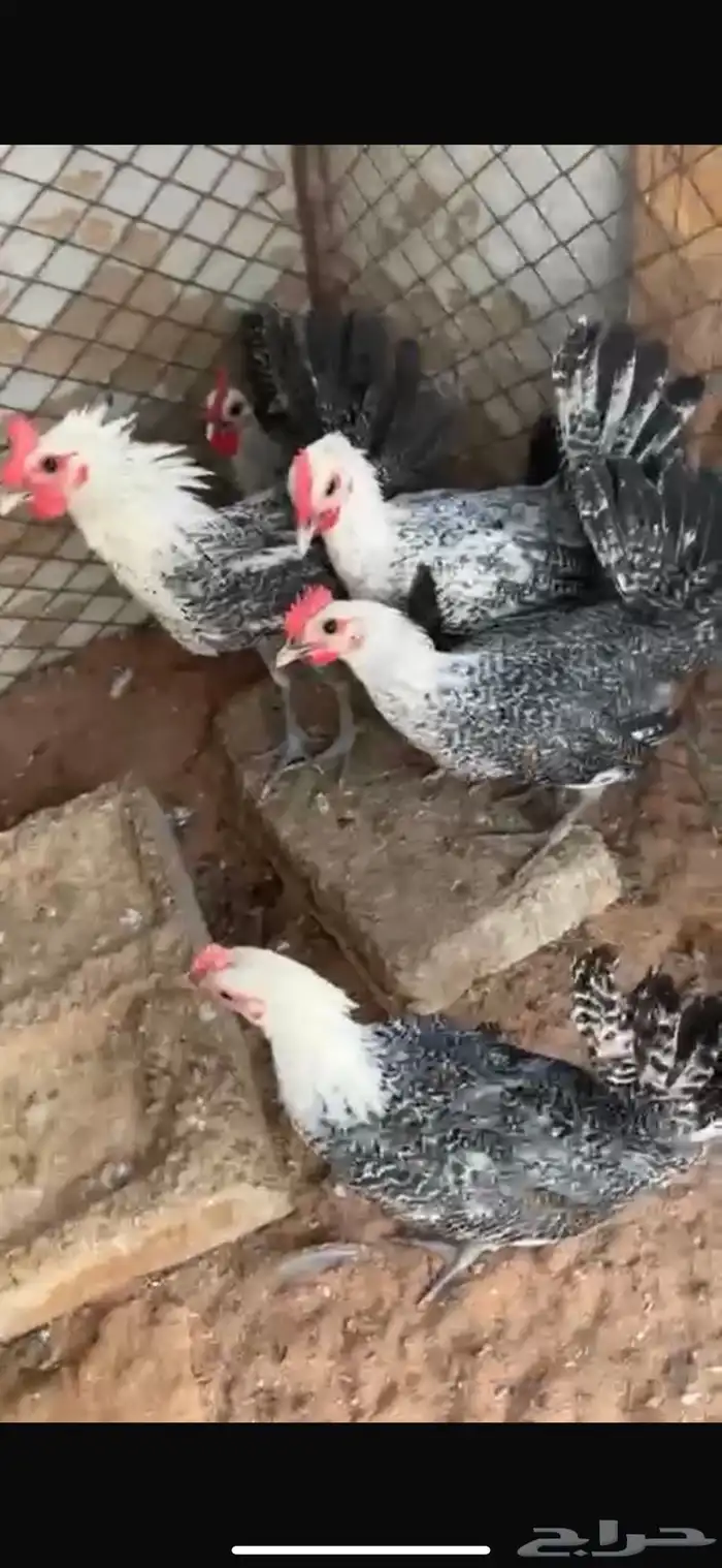 للبيع خمس ديكه ودجاجتين 8