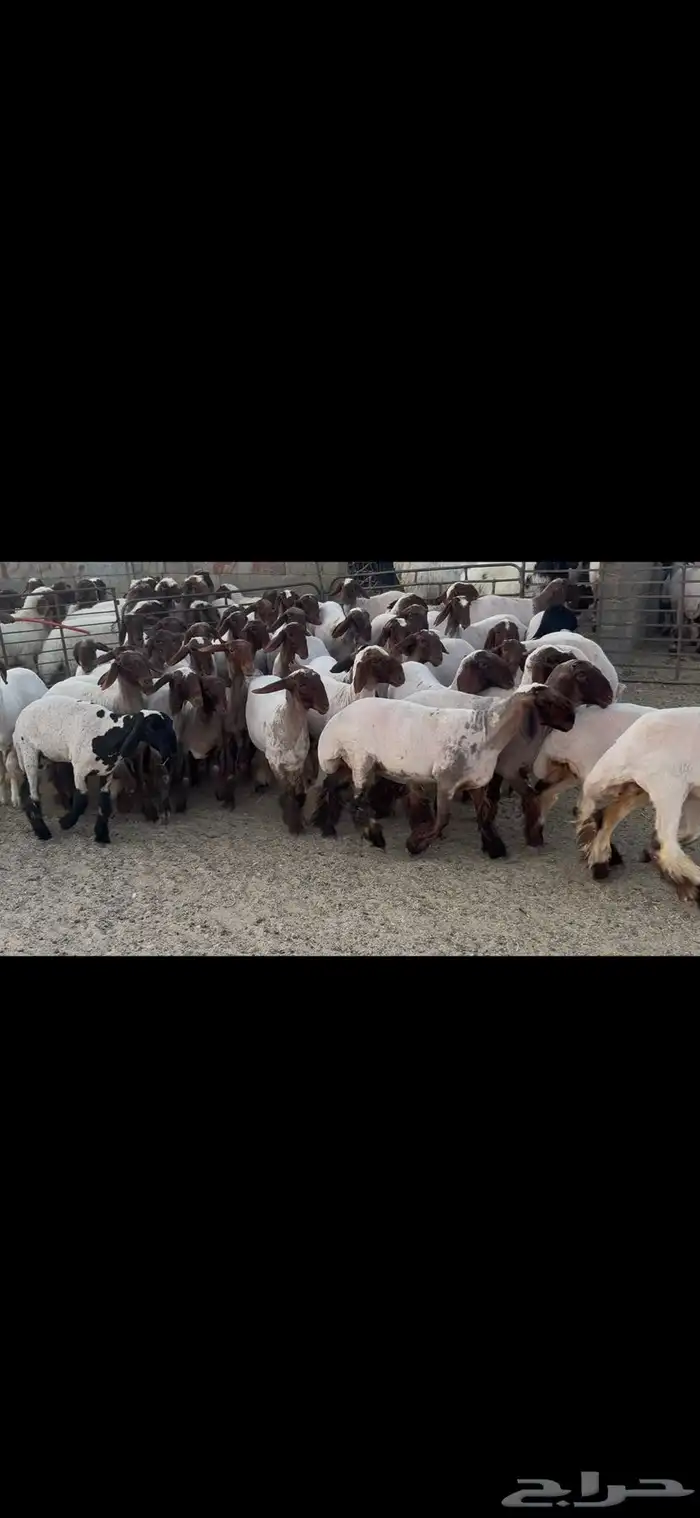 جذعات نعيم صنف . 8