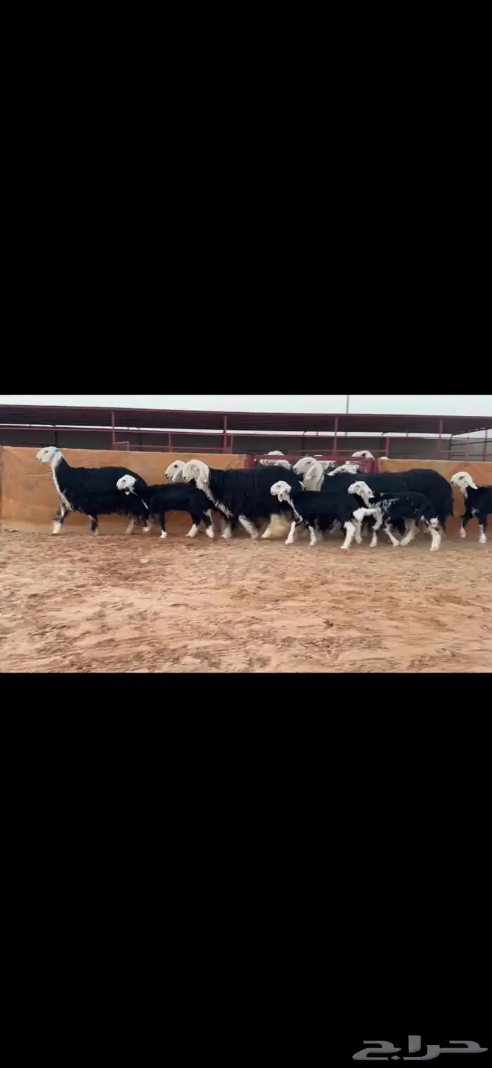 عرض نجد موالي فاخره 4