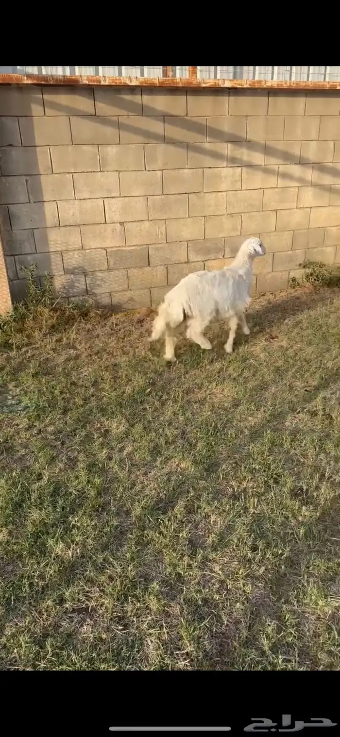خروف ورخل 2