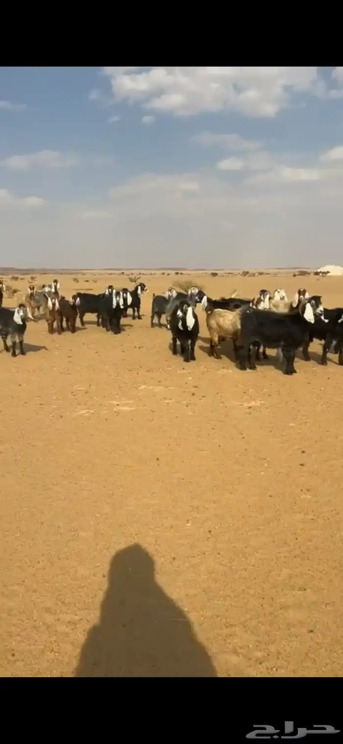 معزا 1