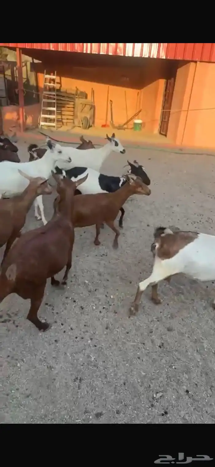 ماعز جنوبي دفيع قرايب 5