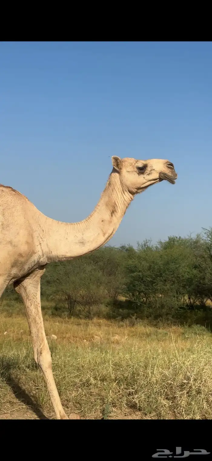 عجم آركة 0