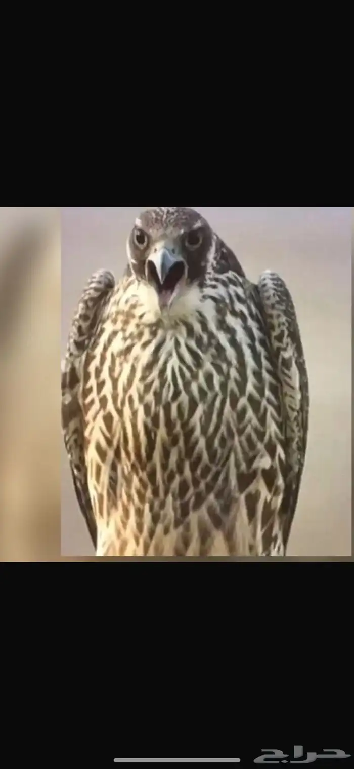 حمام قوي وعلى الشرط 0