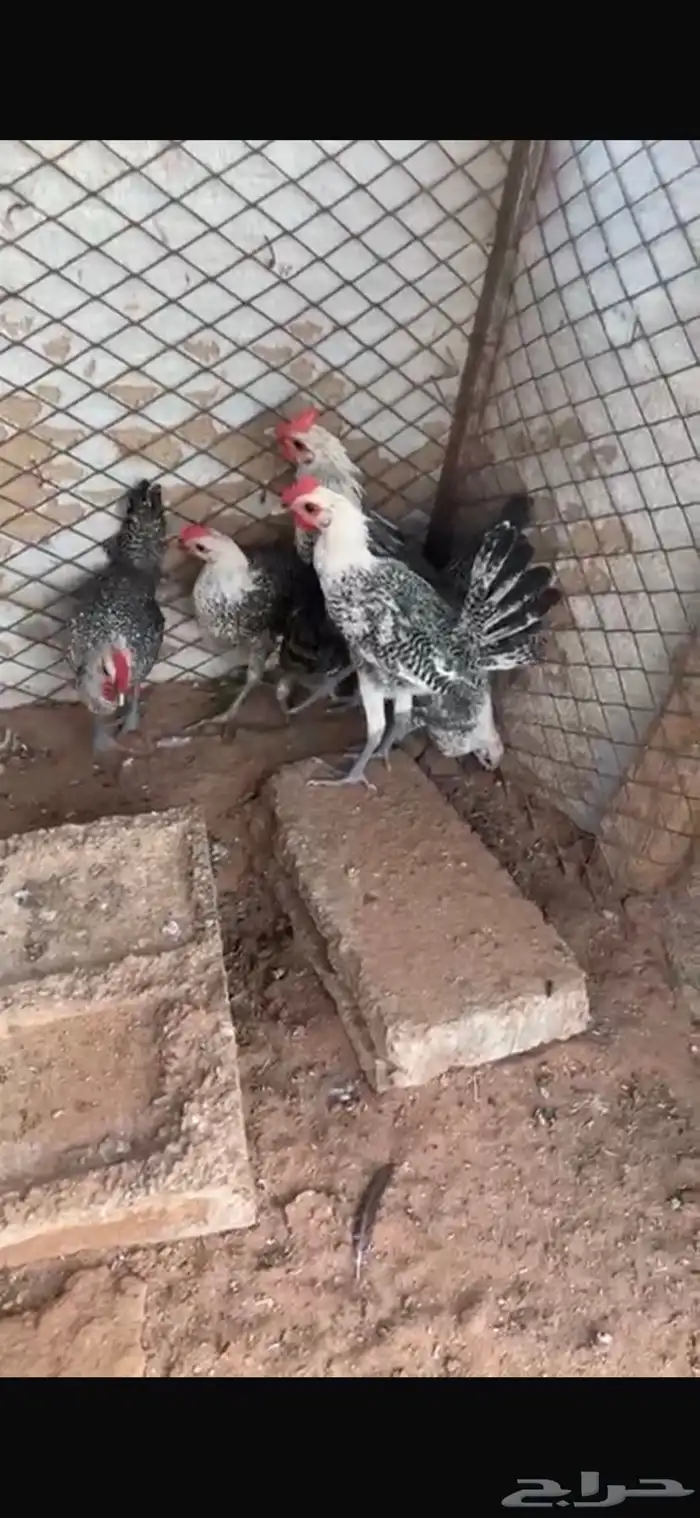 للبيع خمس ديكه ودجاجتين 5