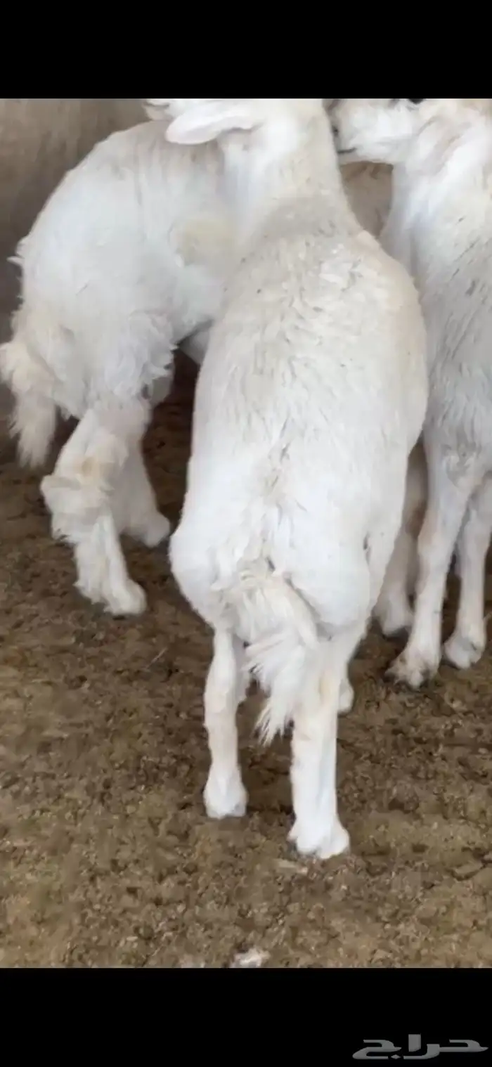 طليان نظيفة وسمان على شرط للبيع 2