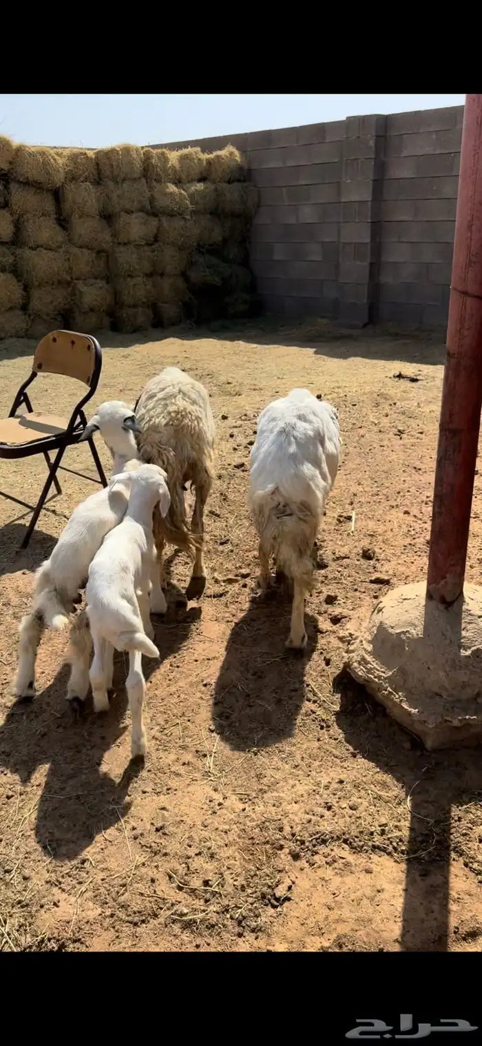 للبيع شياه ولد 1