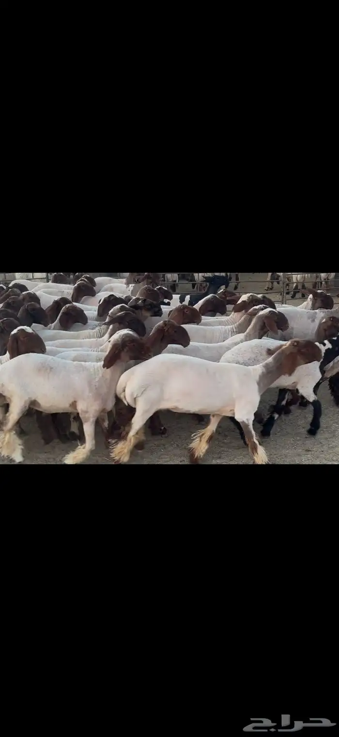 جذعات نعيم صنف . 18