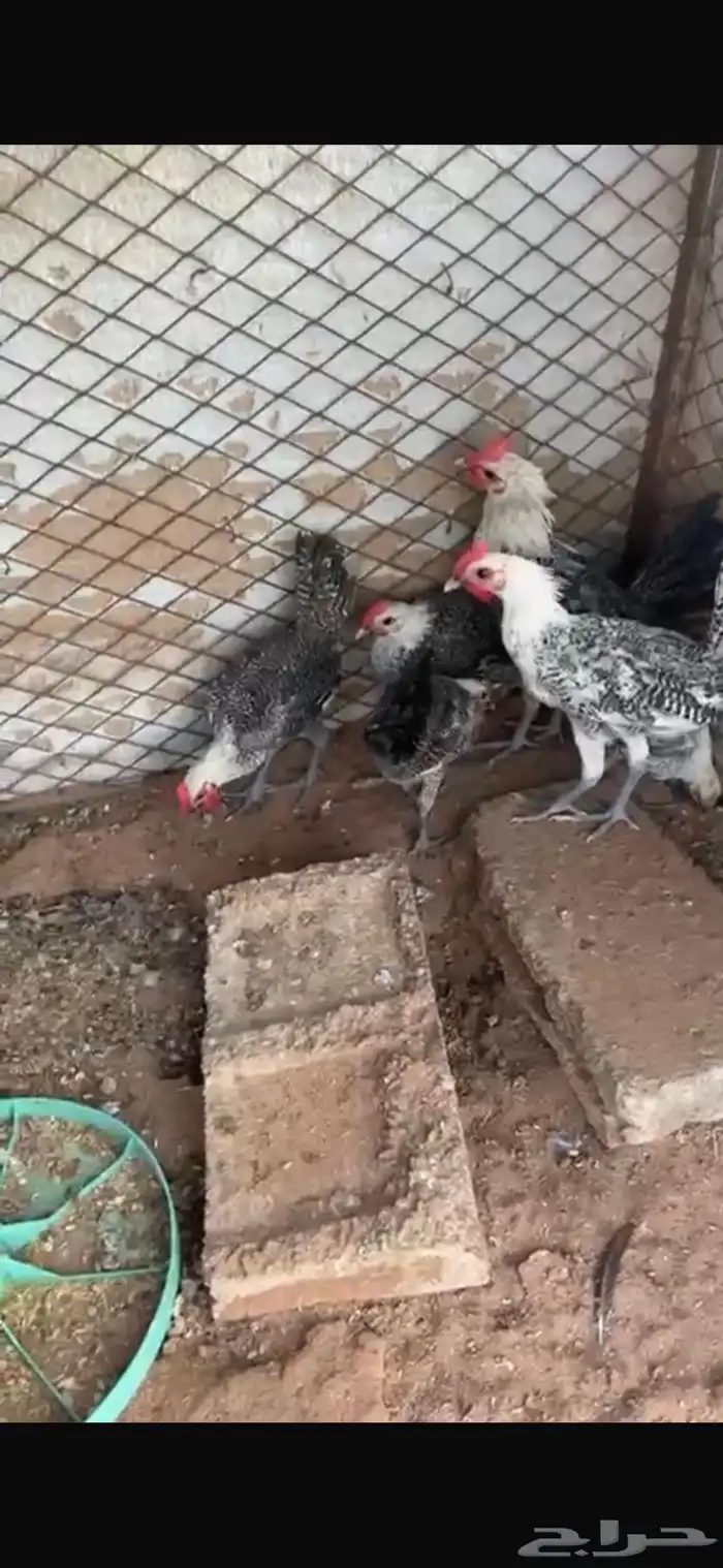 للبيع خمس ديكه ودجاجتين 7