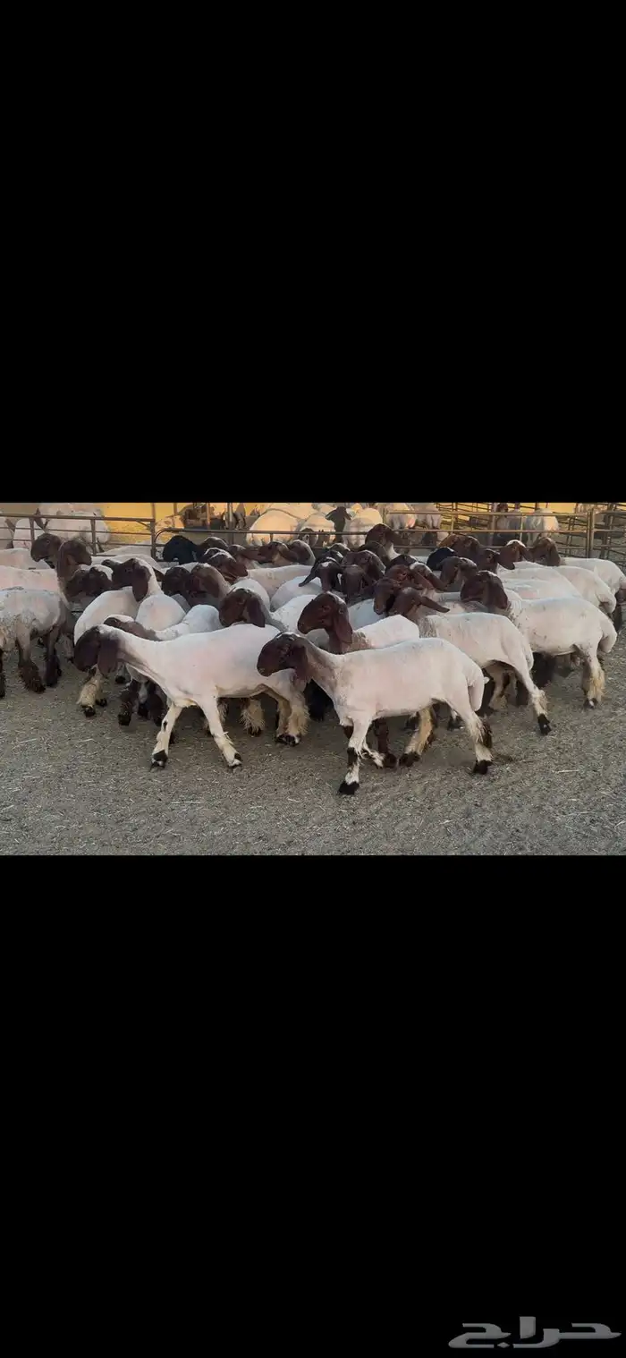 جذعات نعيم صنف . 17