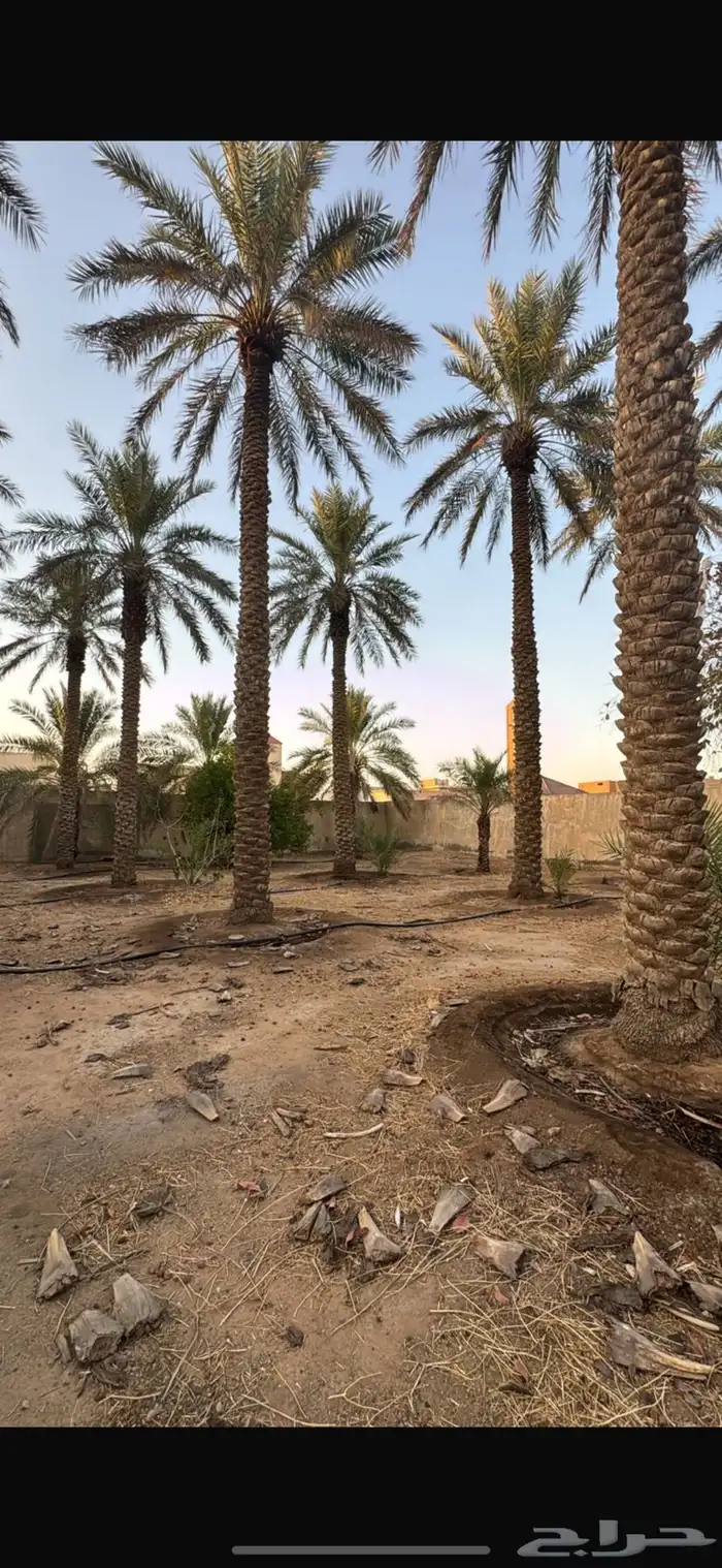 للبيع نخل طوال 1