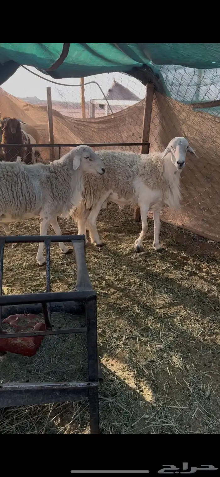 فحول حريات 0