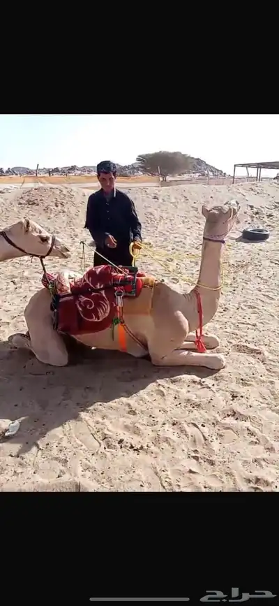رحول كفو 0