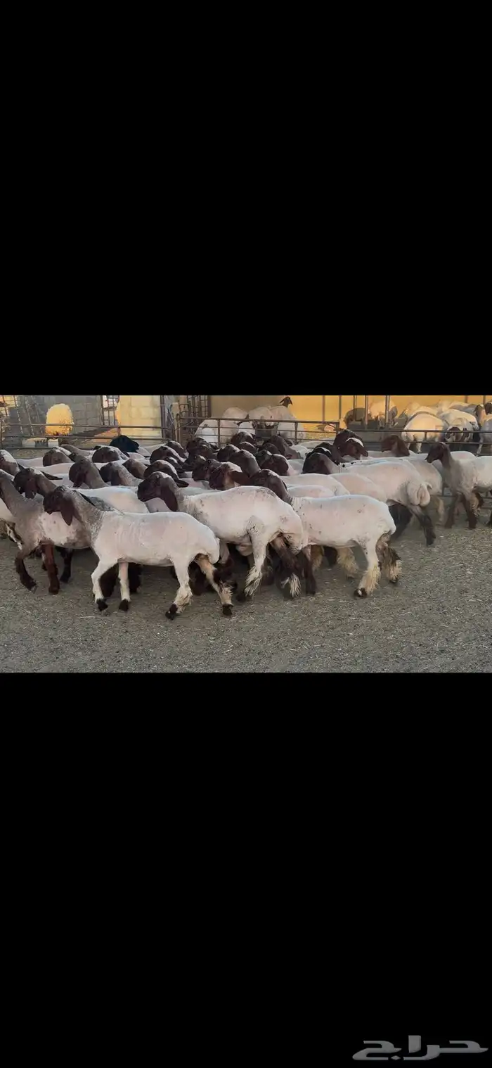 جذعات نعيم صنف . 13