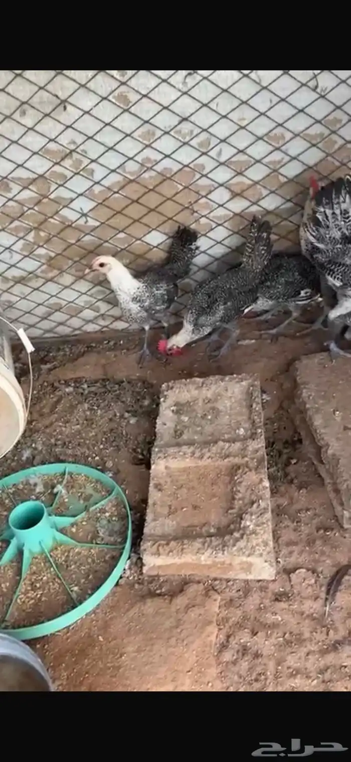 للبيع خمس ديكه ودجاجتين 4