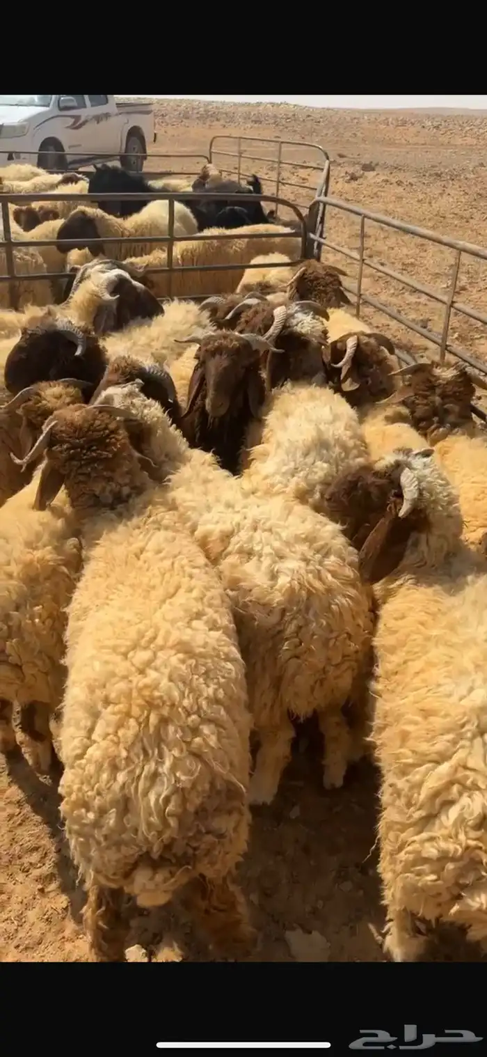 خرفان للبيع 0