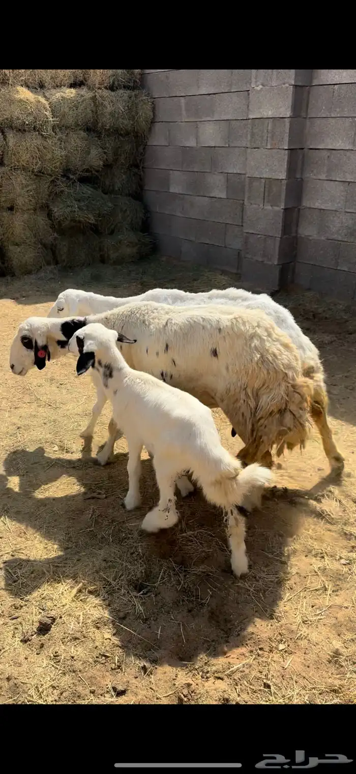 للبيع شياه ولد 3