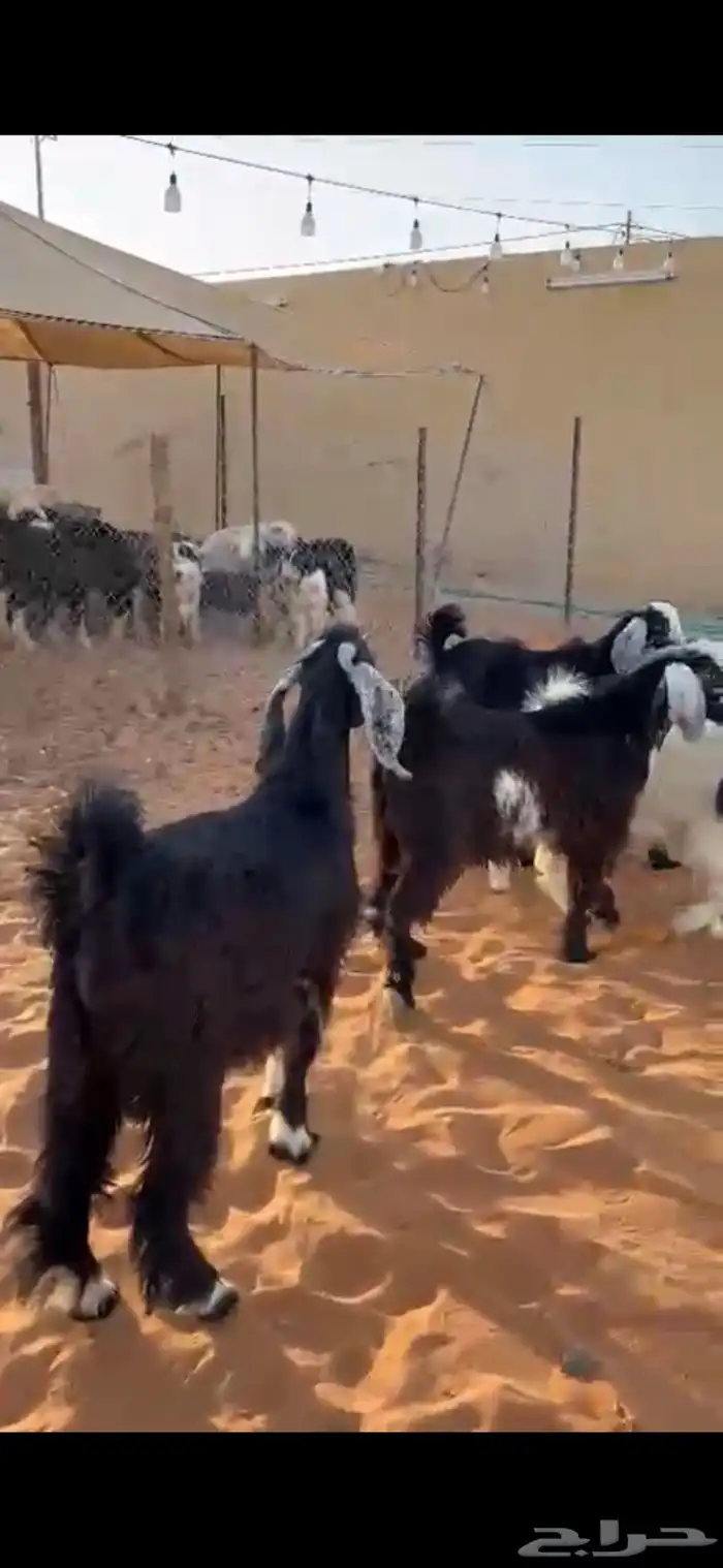 تيوس عوارض 0