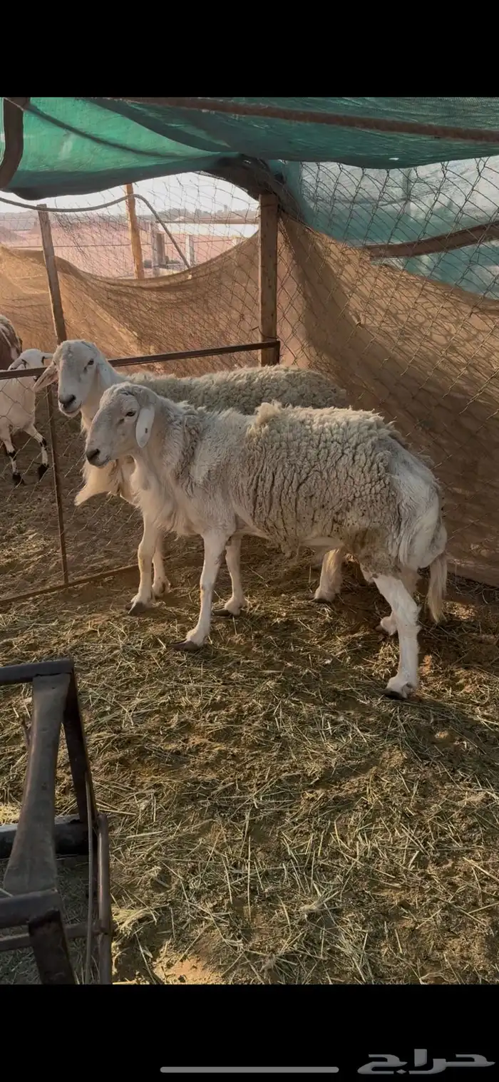 فحول حريات 1