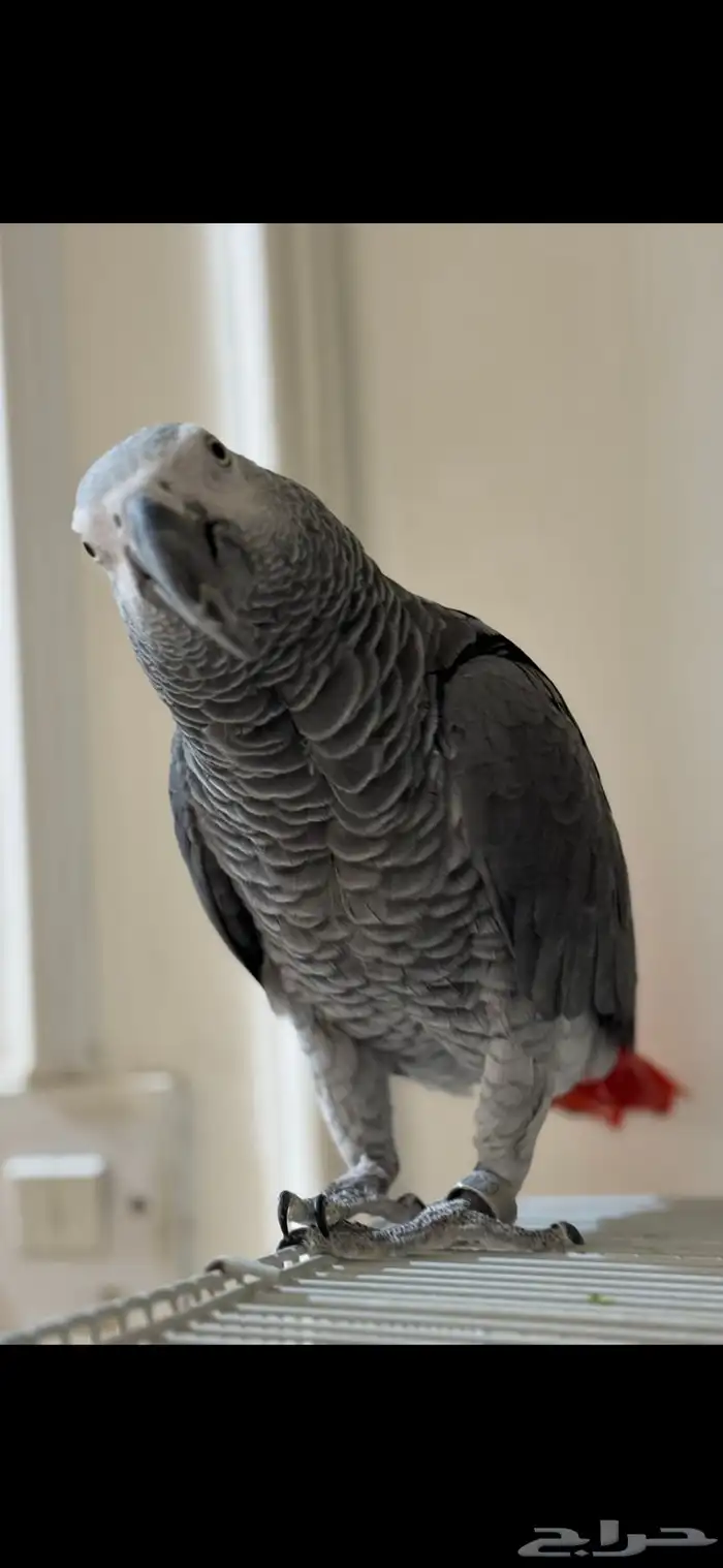 ببغاء كاسكو 3