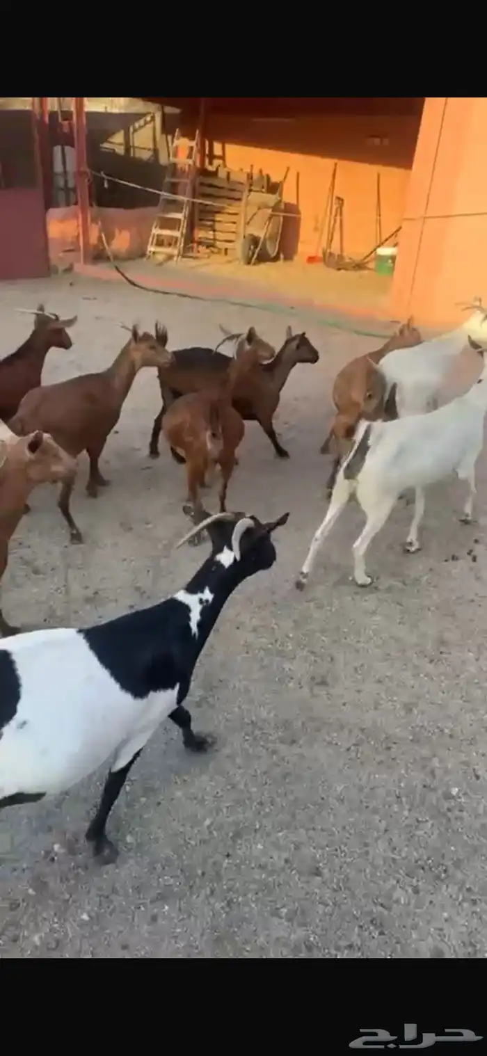 ماعز جنوبي دفيع قرايب 8