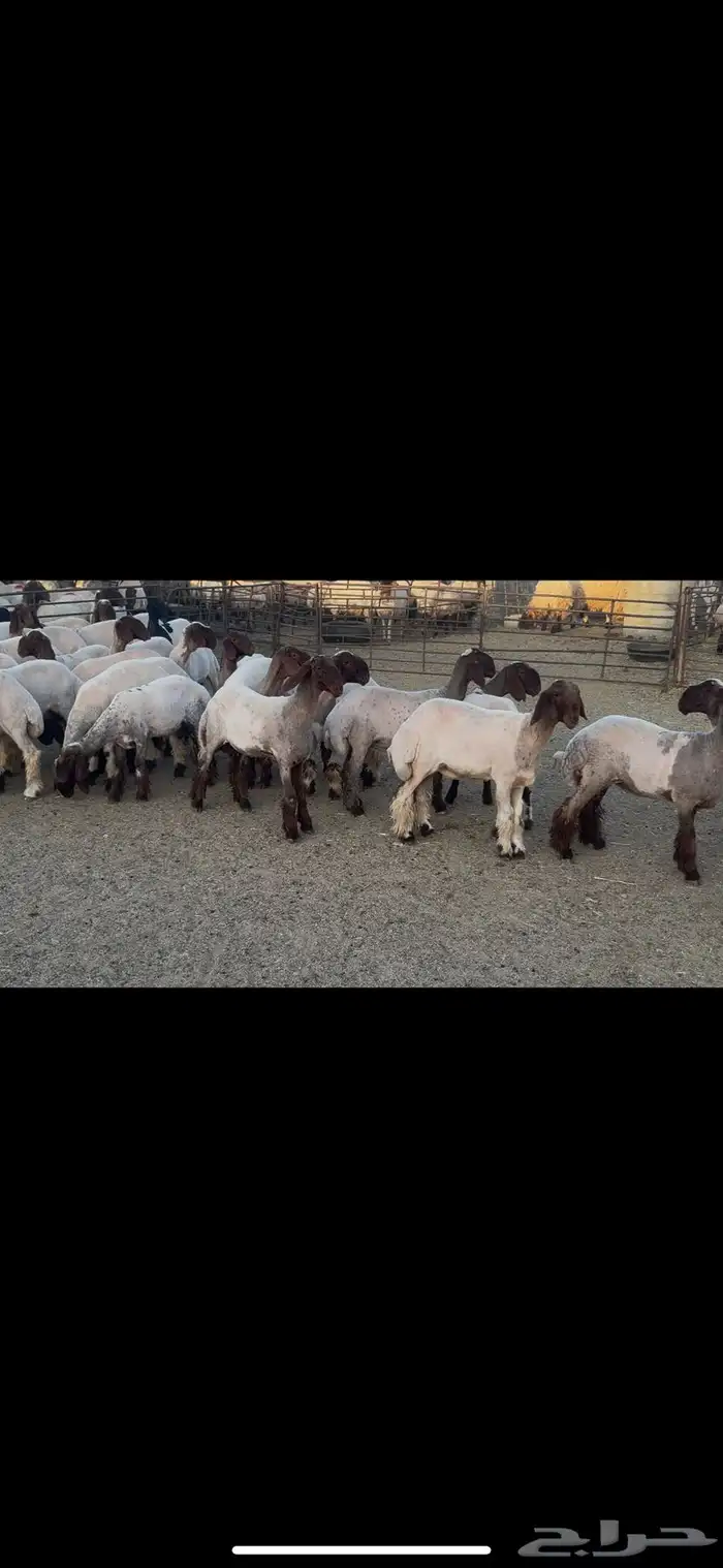 جذعات نعيم صنف . 2