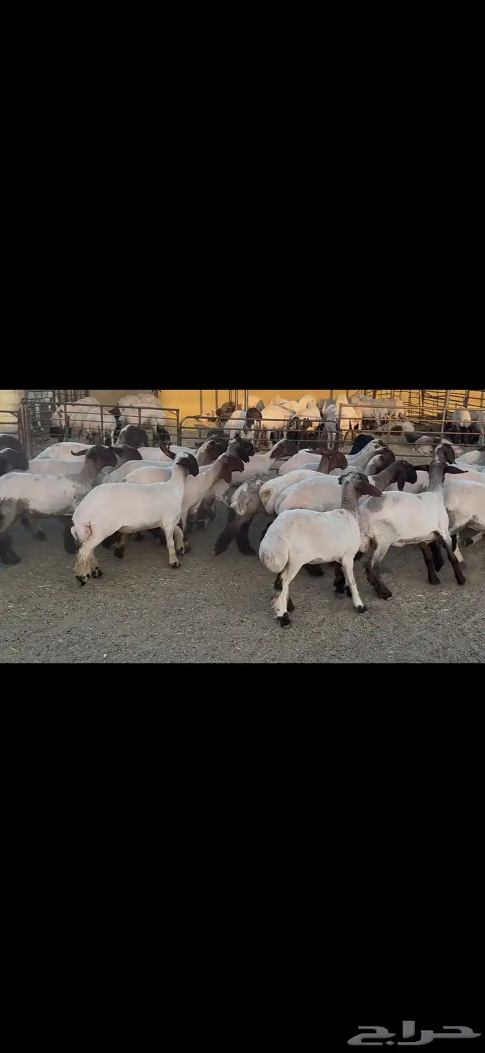 جذعات نعيم صنف . 19