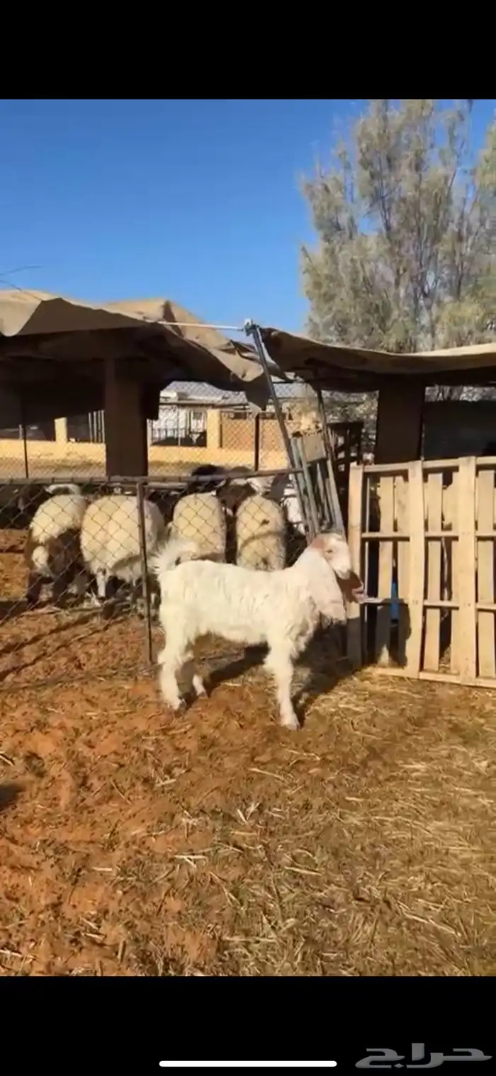 تيس عمره 3 شهور ونص طيب ونظيف ظهره حد الغلاق 1