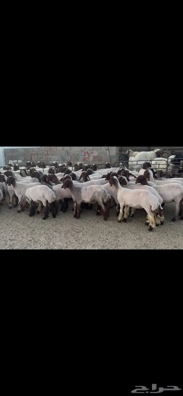 جذعات نعيم صنف . 7