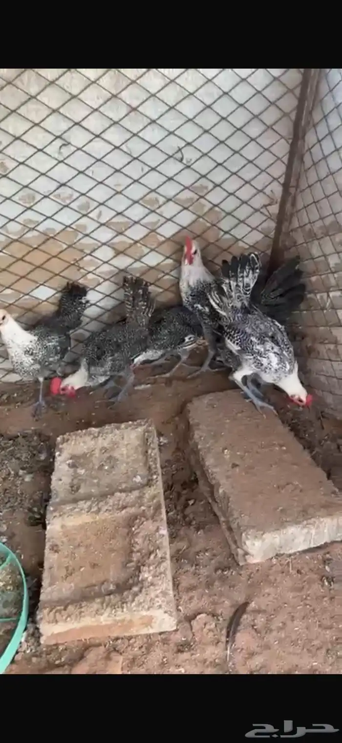 للبيع خمس ديكه ودجاجتين 3