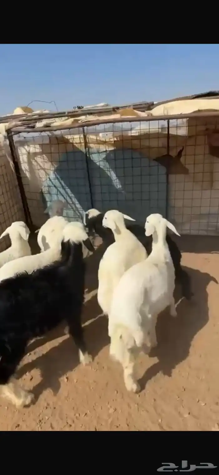 بهم حري 3