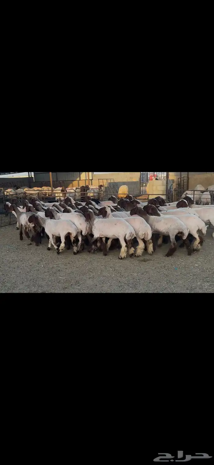 جذعات نعيم صنف . 15