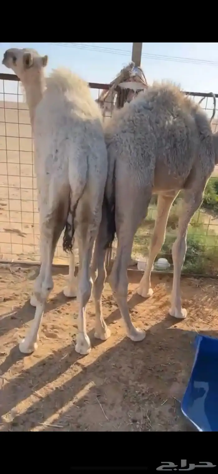 قعدان تربية 0