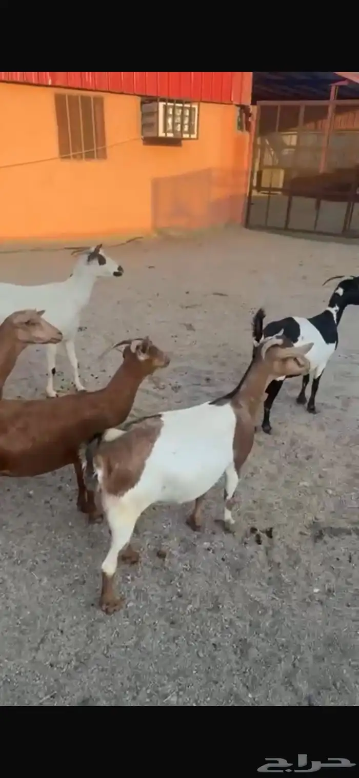 ماعز جنوبي دفيع قرايب 6