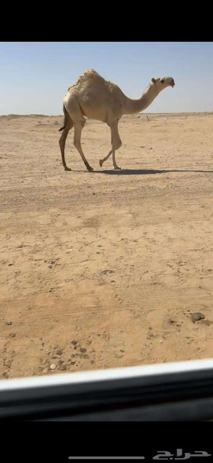 للبيع الحوار الكفوو 0