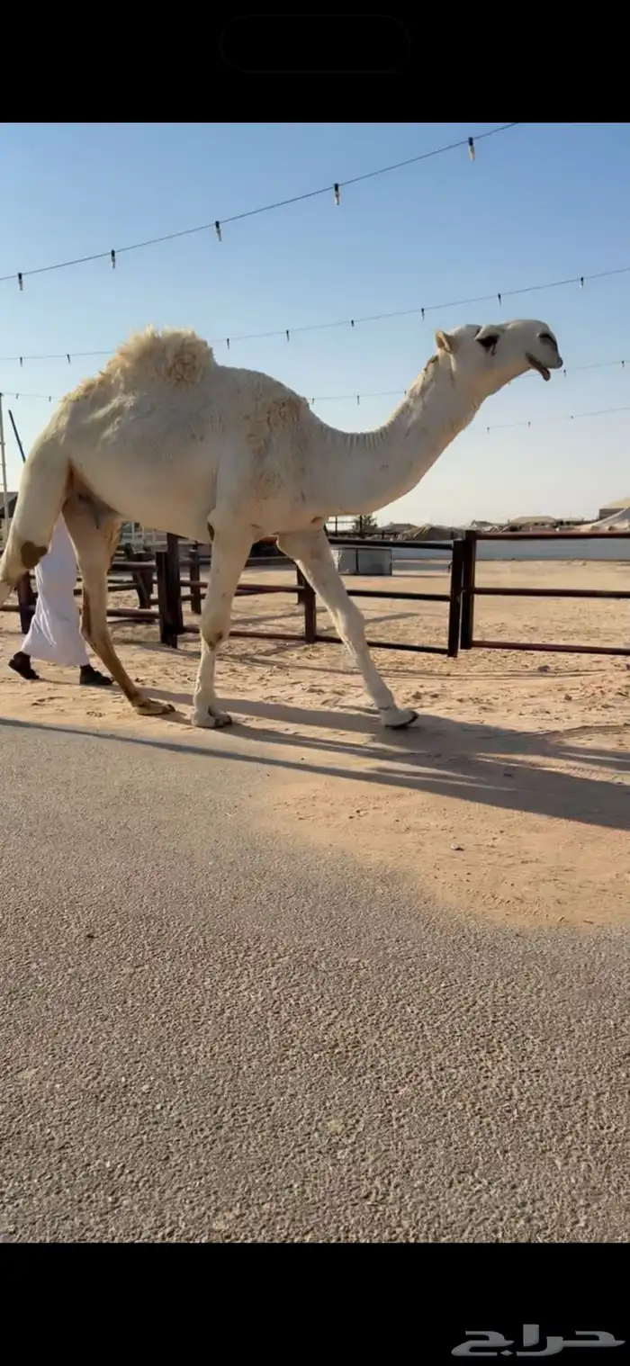 للبيع بعير اوضح 0