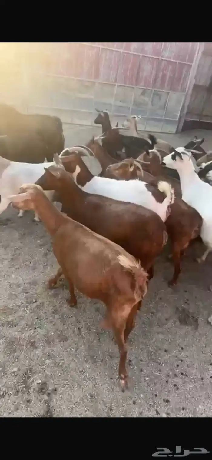 ماعز جنوبي دفيع قرايب 2